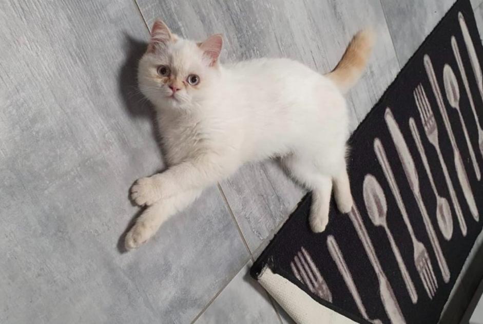 Vermisstmeldung Katze Weiblich , 4 jahre Bléré Frankreich Vermisstmeldung Katze Weiblich , 4 jahre Bléré Frankreich