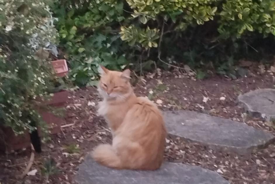 Fundmeldung Katze rassenmischung  Unbekannt Cormery Frankreich