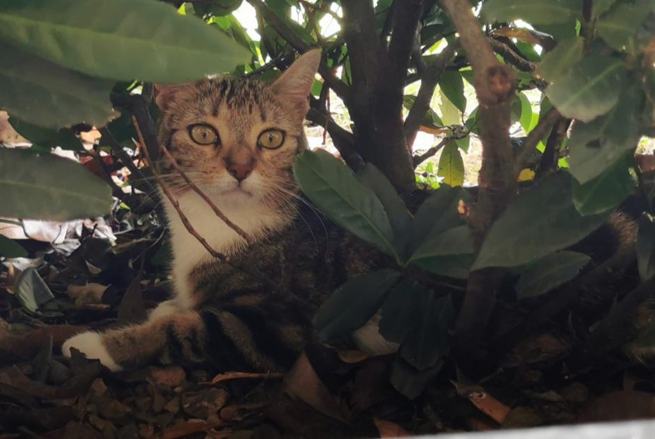 Vermisstmeldung Katze Weiblich , 1 jahre La Riche Frankreich
