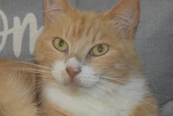 Vermisstmeldung Katze Männliche , 8 jahre Chambray-lès-Tours Frankreich