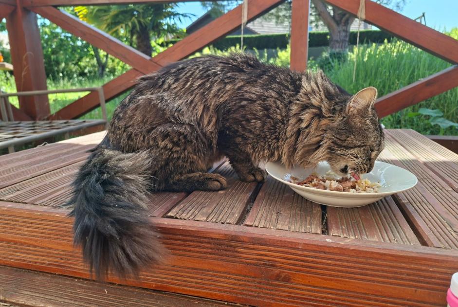 Fundmeldung Katze rassenmischung  Männliche , 10 Jahre Château-Renault Frankreich