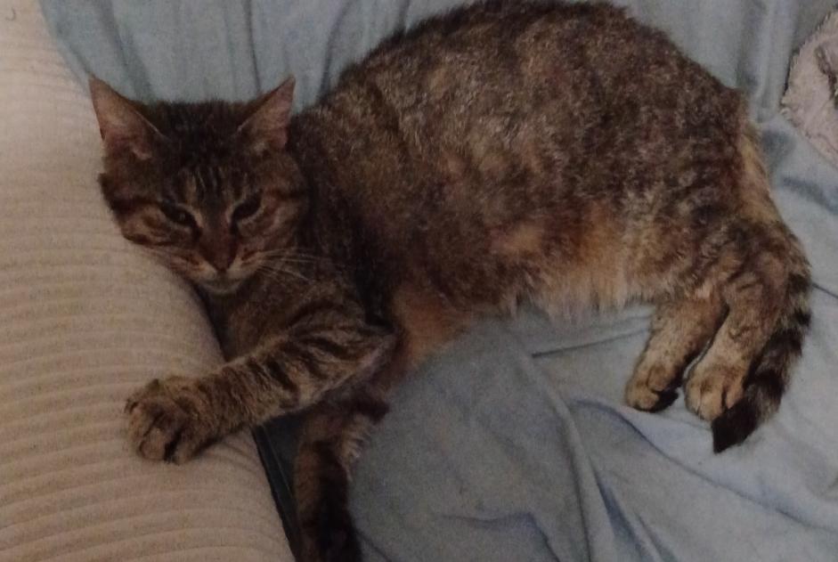 Vermisstmeldung Katze rassenmischung Weiblich , 3 jahre Hommes Frankreich Vermisstmeldung Katze rassenmischung Weiblich , 3 jahre Hommes Frankreich