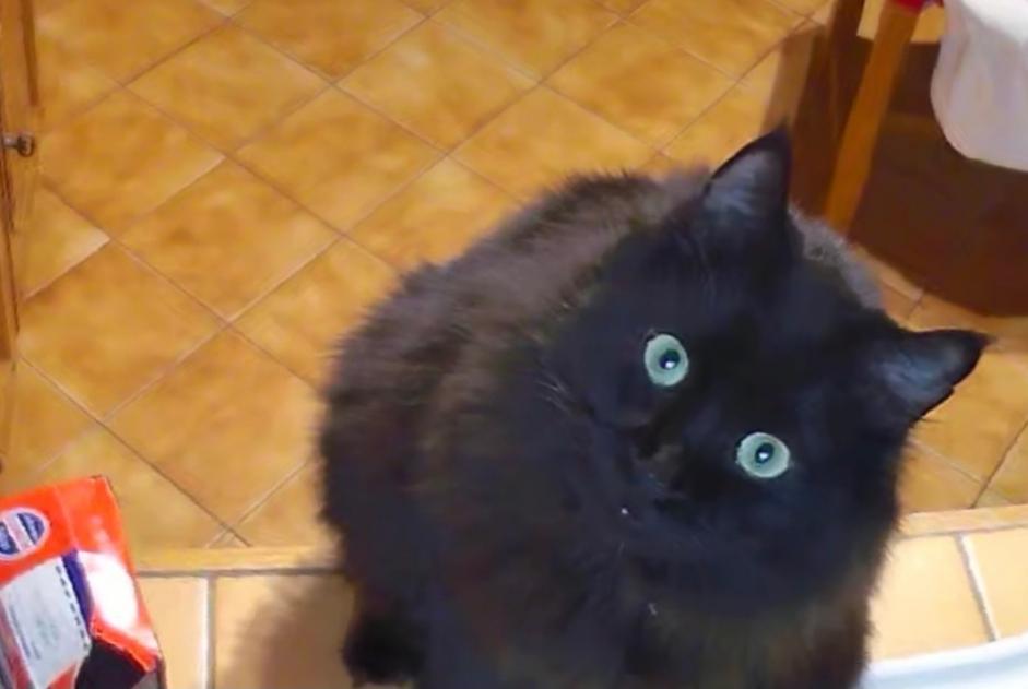 Disappearance alert Cat Male , 8 years Joué-lès-Tours France Disappearance alert Cat Male , 8 years Joué-lès-Tours France