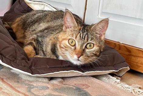 Disappearance alert Cat  Female , 4 years Faye-la-Vineuse France
