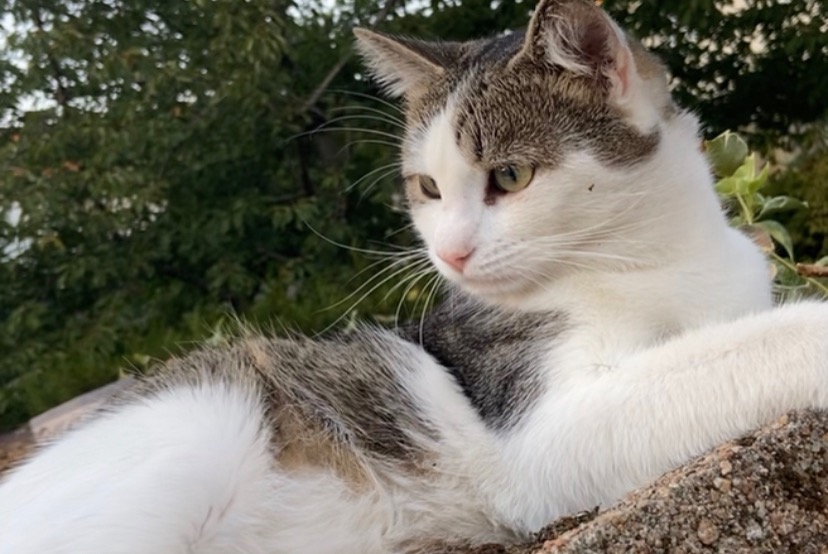 Disappearance alert Cat  Male , 1 years Tours France