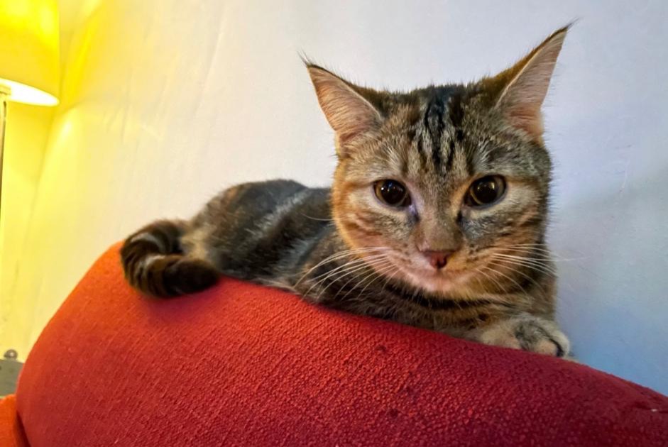 Disappearance alert Cat  Female , 3 years Faye-la-Vineuse France