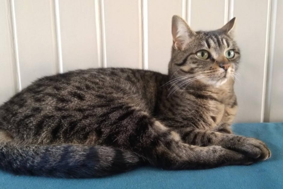 Disappearance alert Cat  Female , 3 years Tours France