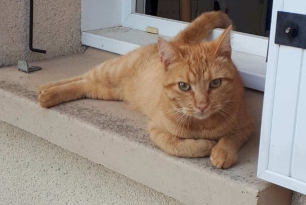 Disappearance alert Cat Male , 4 years Athée-sur-Cher France