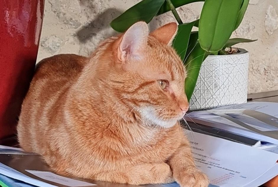 Disappearance alert Cat miscegenation  Male , 2 years Souvigné France