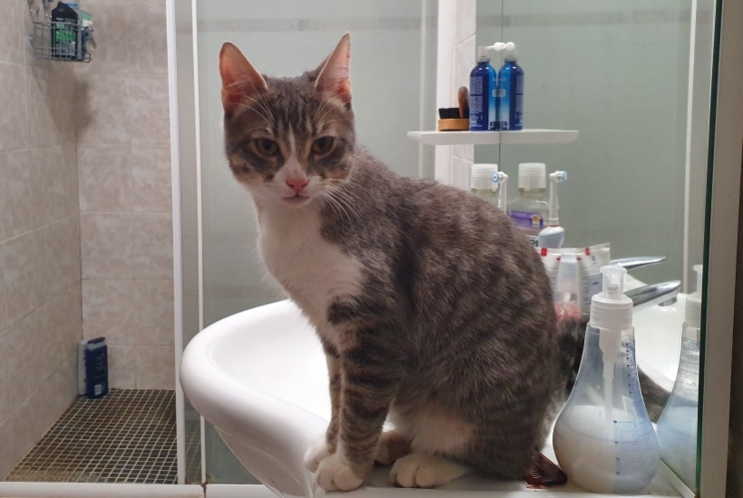 Disappearance alert Cat miscegenation Male , 2 years Cheillé France Disappearance alert Cat miscegenation Male , 2 years Cheillé France