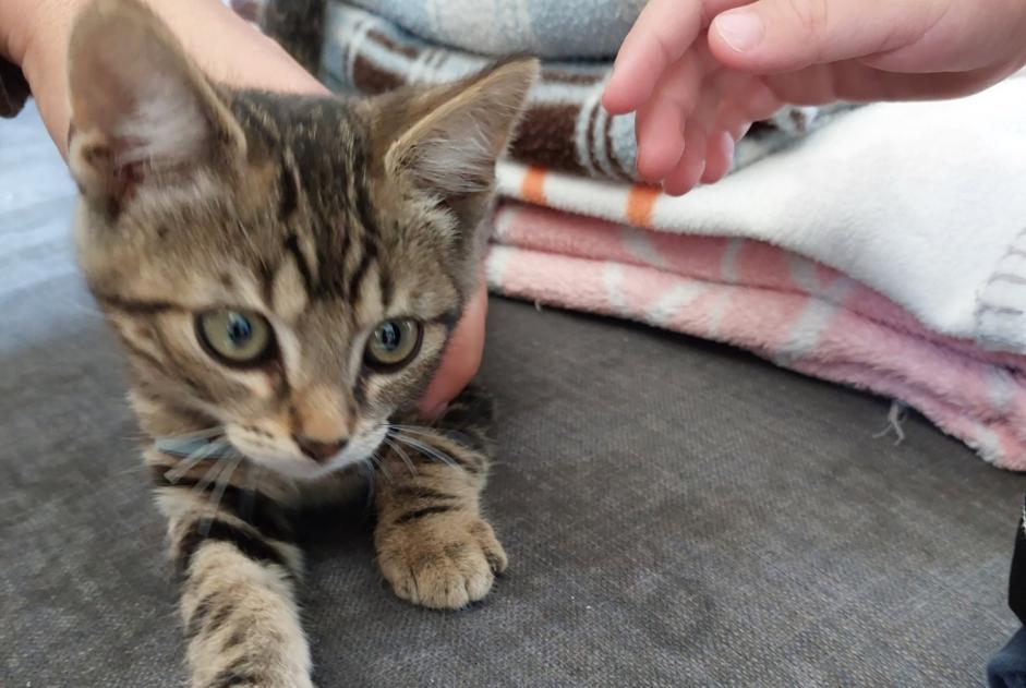 Discovery alert Cat Male La Croix-en-Touraine France