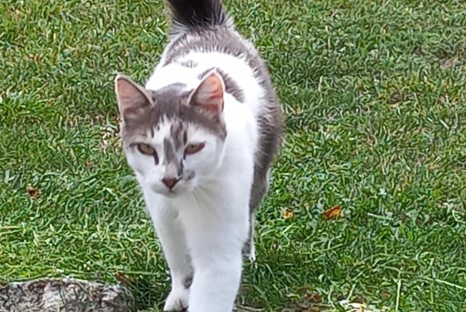 Discovery alert Cat Female La Chapelle-Blanche-Saint-Martin France