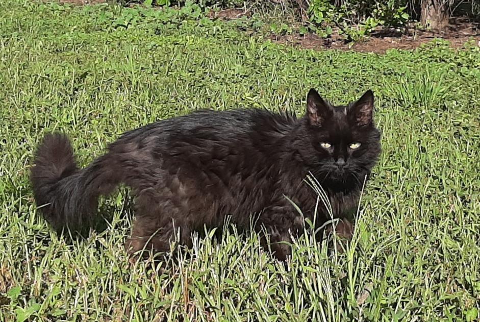 Discovery alert Cat Unknown Amboise France