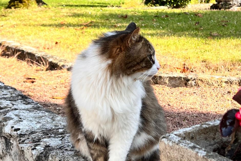 Disappearance alert Cat Male , 6 years Azay-sur-Cher France Disappearance alert Cat Male , 6 years Azay-sur-Cher France