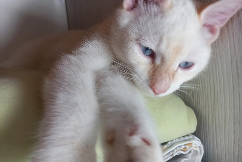 Discovery alert Cat miscegenation  Male Saint-Cyr-sur-Loire France