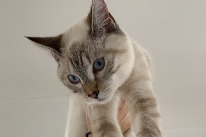 Discovery alert Cat Male Tours France