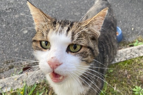 Discovery alert Cat Male Ballan-Miré France