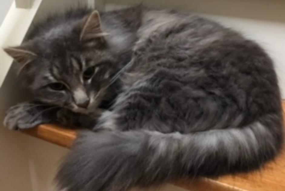Disappearance alert Cat  Male , 2 years Noyant-de-Touraine France