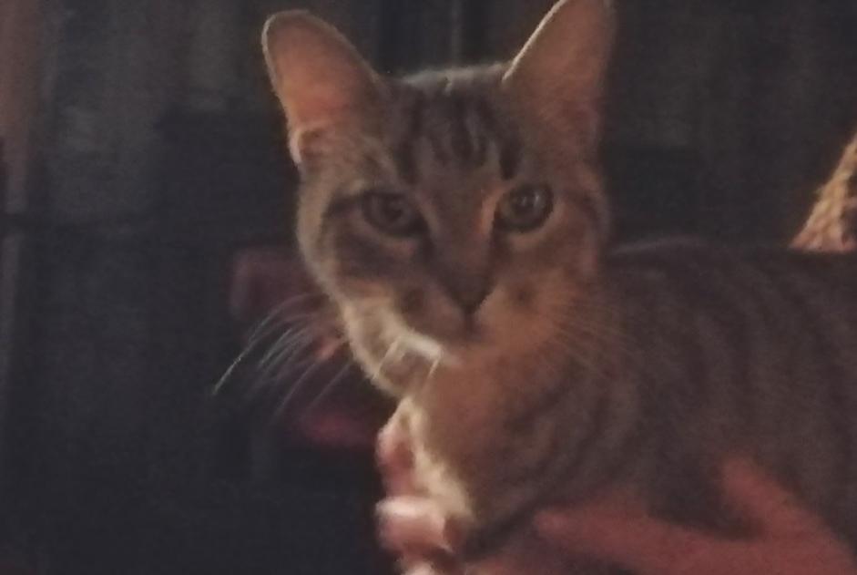 Discovery alert Cat Female Langeais France