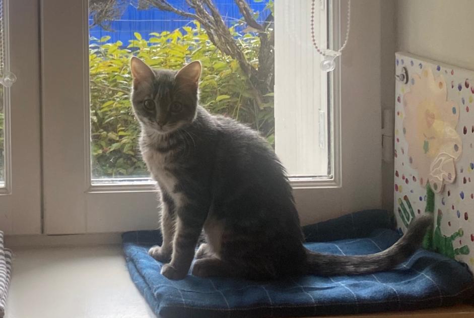 Disappearance alert Cat Female , 1 years Saint-Cyr-sur-Loire France