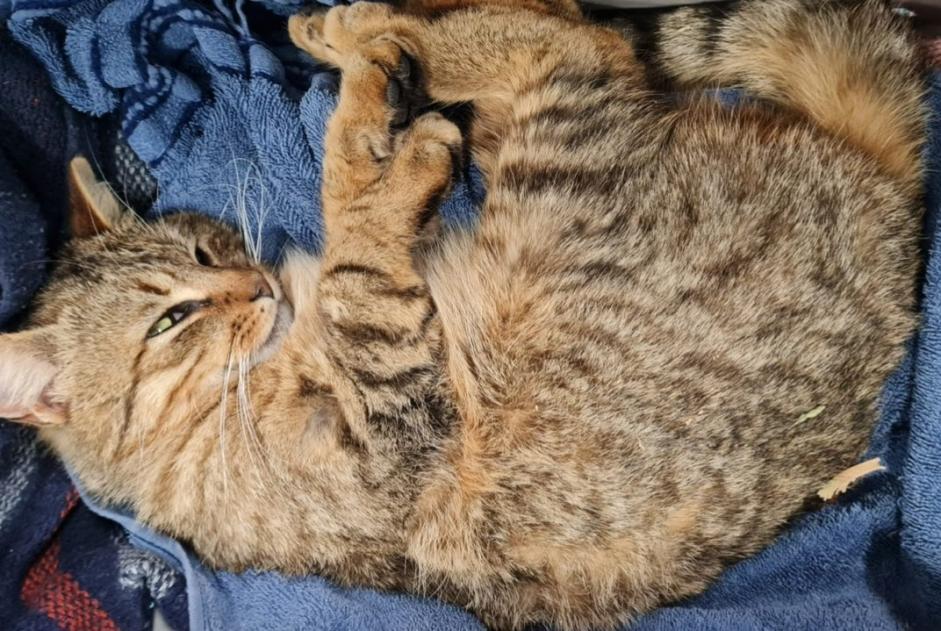 Discovery alert Cat Male Charentilly France