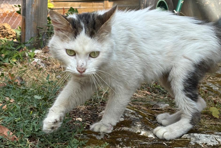 Discovery alert Cat Male Chambray-lès-Tours France