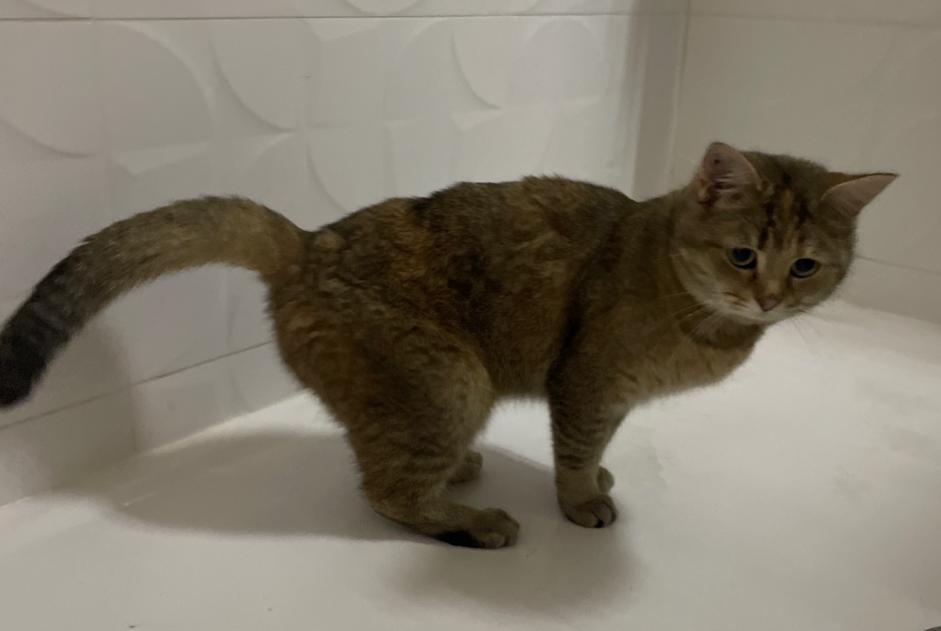 Alerta de Hallazgo Gato Desconocido Tours Francia Alerta de Hallazgo Gato Desconocido Tours Francia