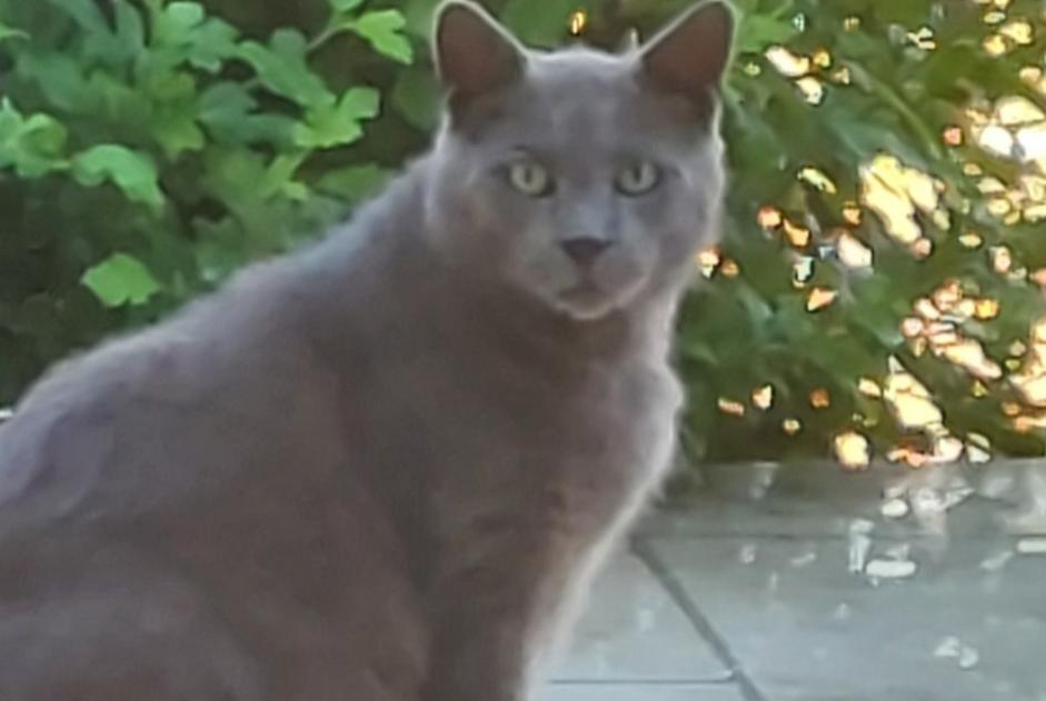 Alerta de Hallazgo Gato Macho Saint-Antoine-du-Rocher Francia Alerta de Hallazgo Gato Macho Saint-Antoine-du-Rocher Francia