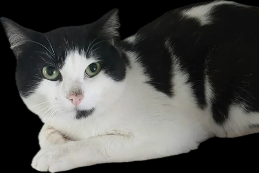 Alerta de Desaparición Gato Macho , 1 años Tours Francia