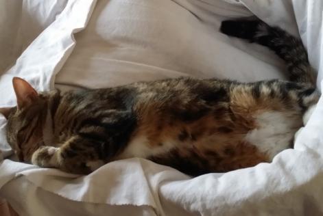 Alerte Disparition Chat Femelle , 8 ans Esvres France