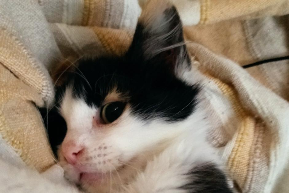 Alerte Disparition Chat croisement  Femelle , 2 ans Sainte-Maure-de-Touraine France
