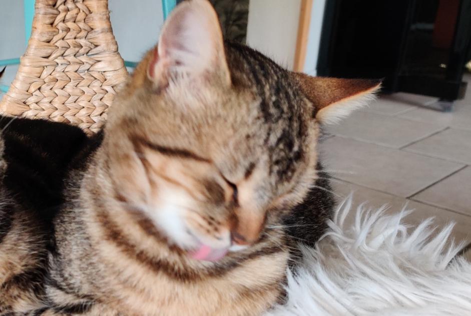 Alerte Disparition Chat  Femelle , 2 ans Saint-Cyr-sur-Loire France