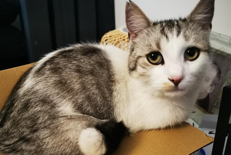 Alerte Disparition Chat Mâle , 4 ans Tours France