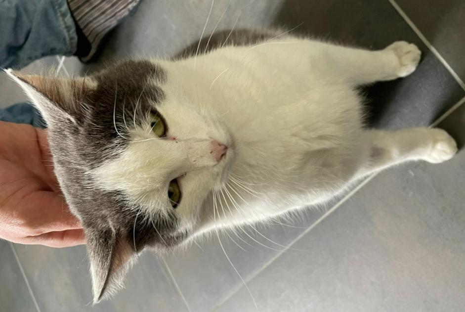 Alerte Découverte Chat Mâle , 4 ans Truyes France