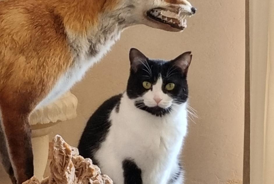 Alerte Disparition Chat croisement  Femelle , 5 ans Chambray-lès-Tours France