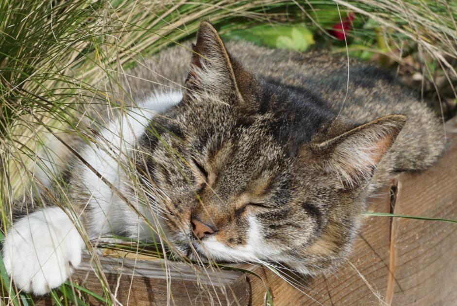 Alerte Disparition Chat croisement  Femelle , 7 ans Veigné France