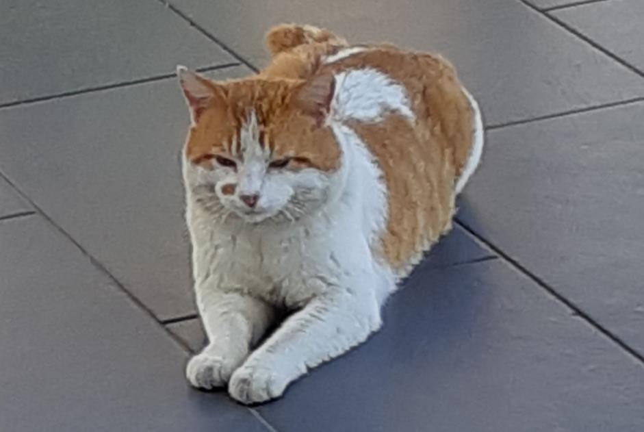 Alerte Découverte Chat croisement  Mâle Villedômer France