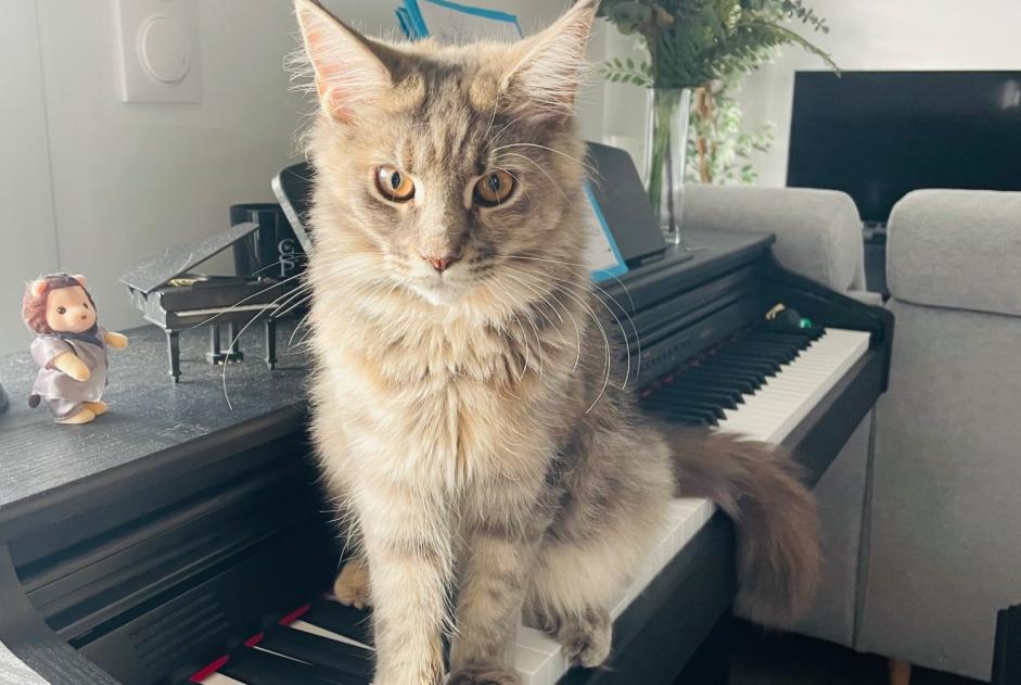 Alerte Disparition Chat  Femelle , 1 ans Joué-lès-Tours France