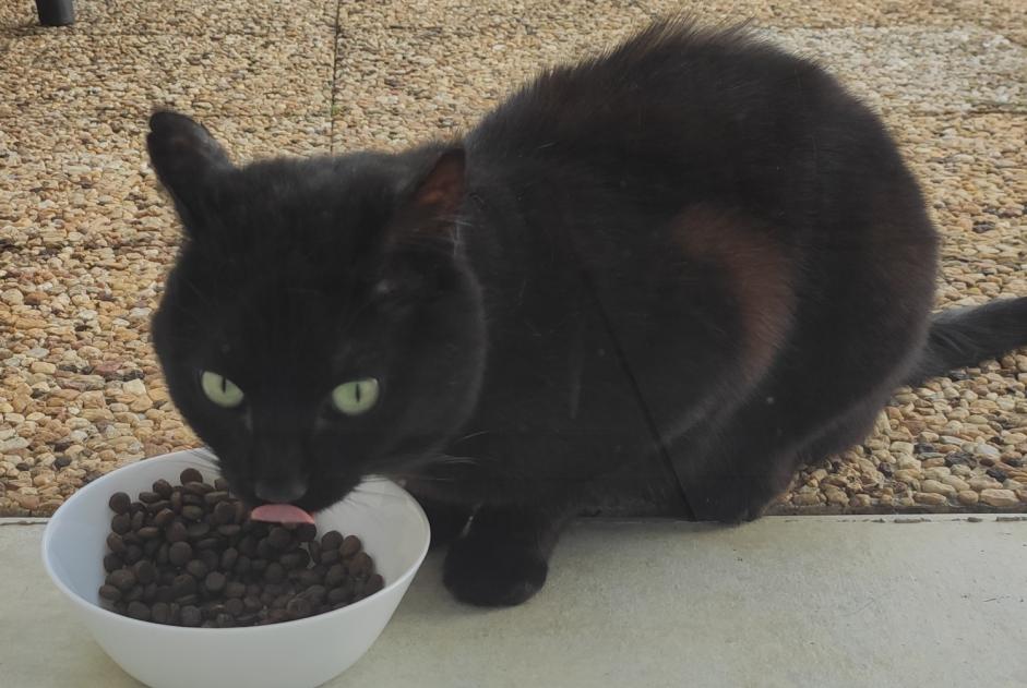 Alerte Découverte Chat   Mâle Villedômer France