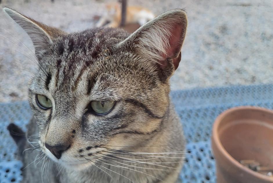 Alerte Découverte Chat croisement  Mâle Tours France