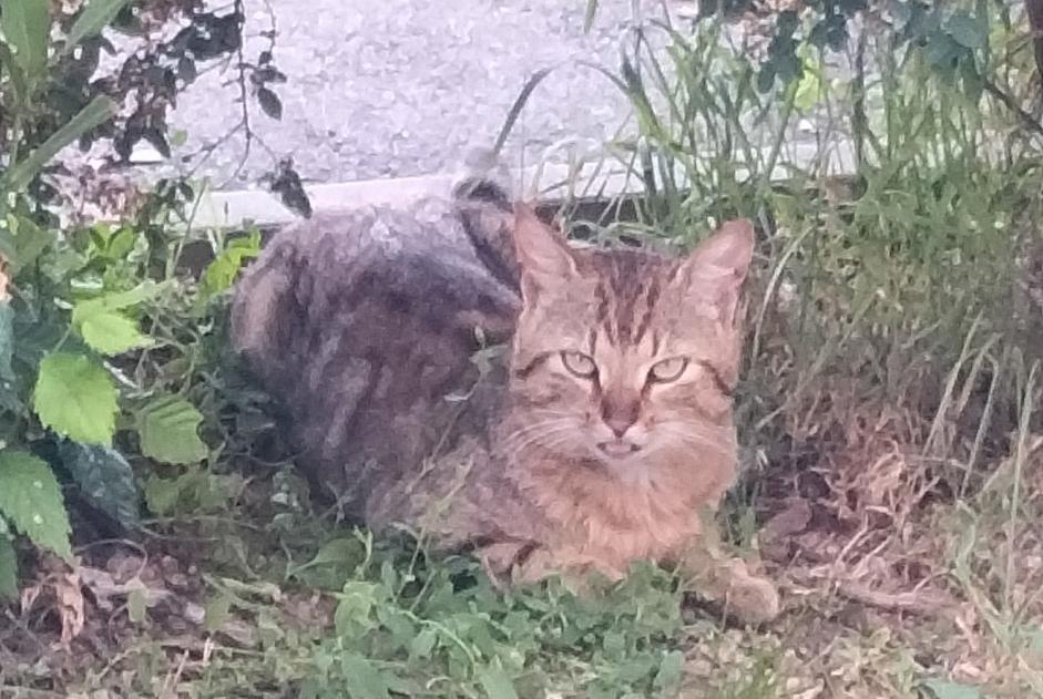 Alerte Découverte Chat  Mâle Loches France