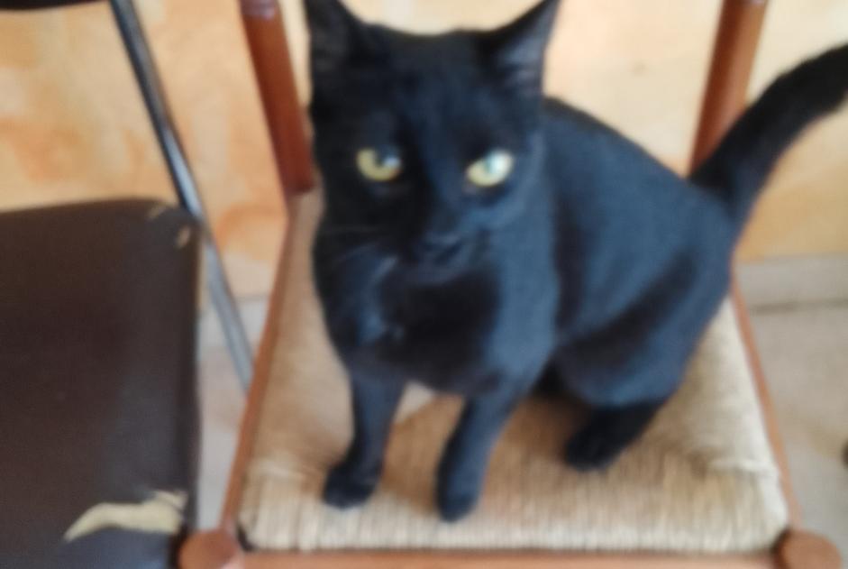 Alerte Découverte Chat Femelle Tours France Alerte Découverte Chat Femelle Tours France