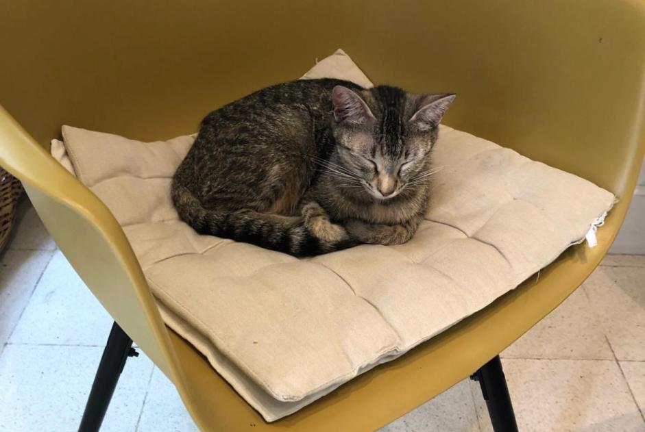 Alerte Découverte Chat Inconnu Fondettes France Alerte Découverte Chat Inconnu Fondettes France