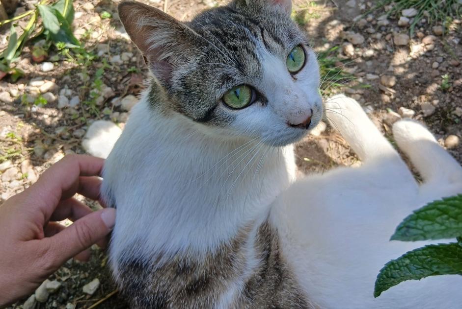 Alerte Disparition Chat croisement Femelle , 1 ans Tours France Alerte Disparition Chat croisement Femelle , 1 ans Tours France