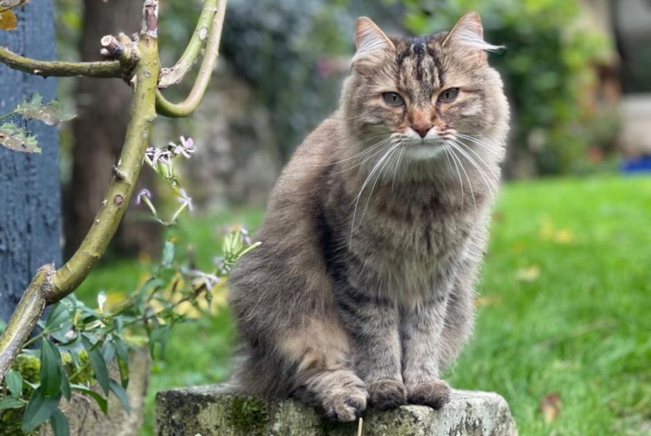 Alerte Disparition Chat Femelle , 6 ans Savonnières France Alerte Disparition Chat Femelle , 6 ans Savonnières France