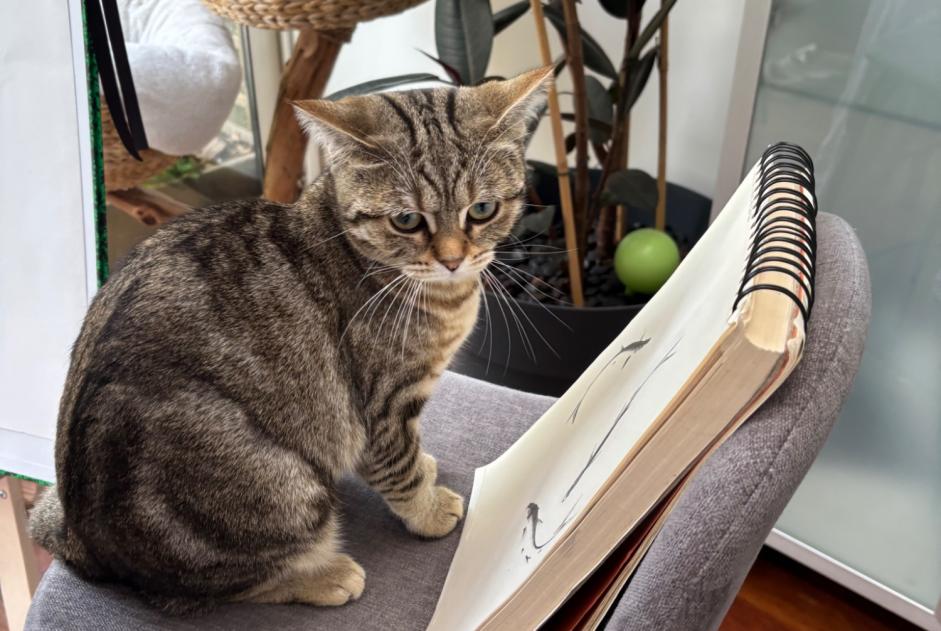 Alerte Disparition Chat  Femelle , 1 ans Tours France