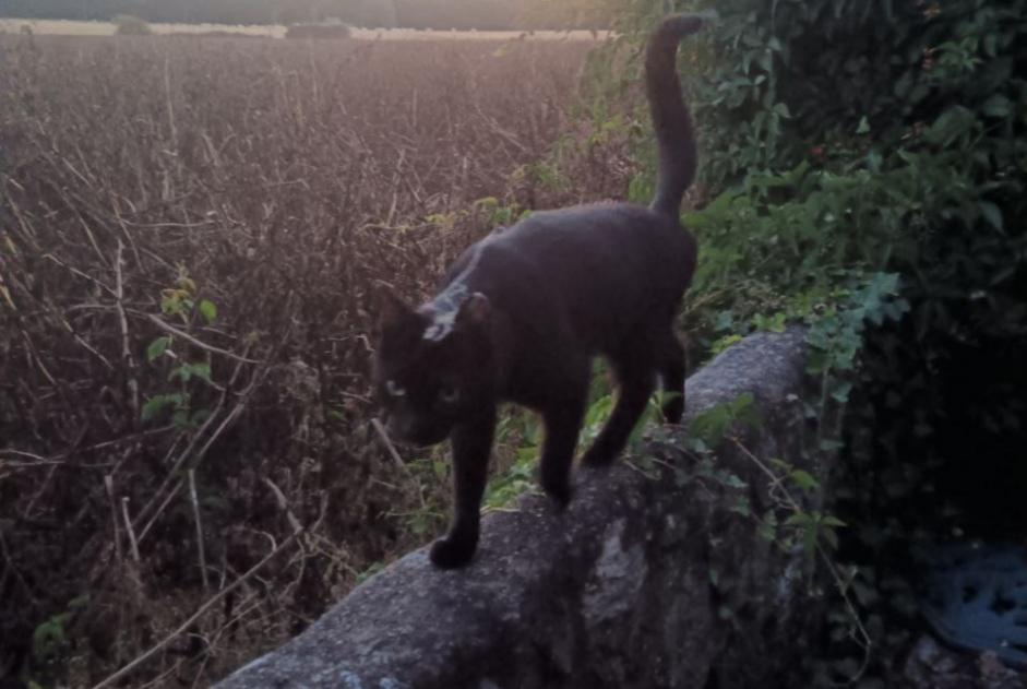 Alerte Disparition Chat Femelle , 3 ans Tours France