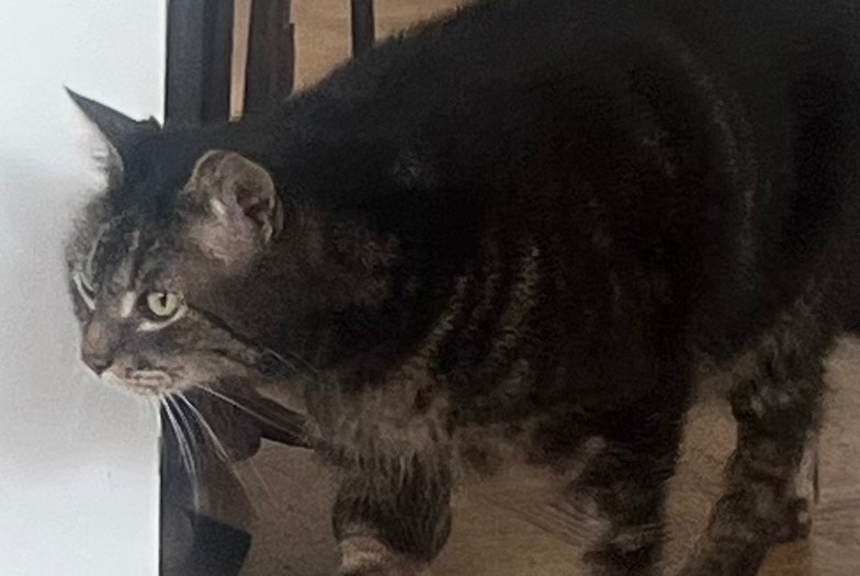 Alerte Découverte Chat Mâle Saint-Cyr-sur-Loire France