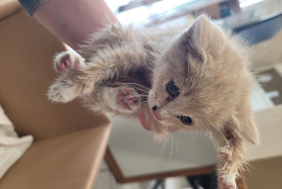 Alerte Découverte Chat Mâle Montrésor France
