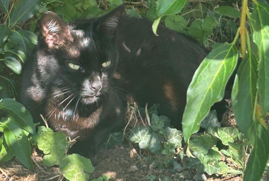 Alerte Découverte Chat Inconnu La Ville-aux-Dames France